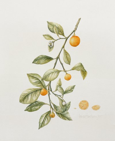 Ornamental Orange, 1995 by Iona Hordern