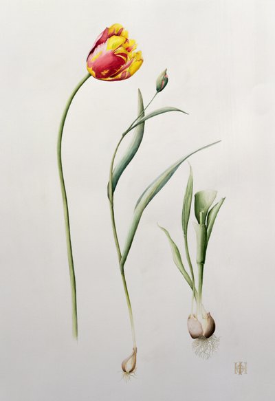 Parrot Tulip by Iona Hordern