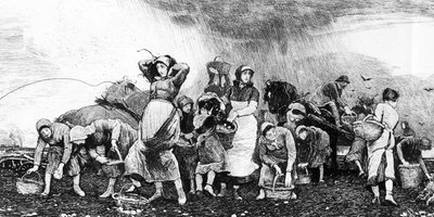 Potato Harvesting, c.1870s by Irish School