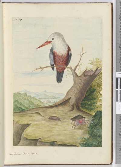 King Fisher. Friendly Islands, 1772-75 by Isaac Smith