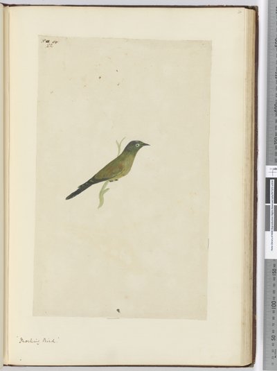 Mocking Bird, 1772-75 by Isaac Smith