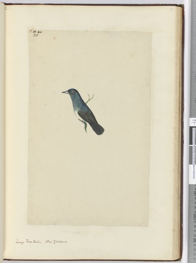 Large Fantail. New Zealand, 1772-75 by Isaac Smith