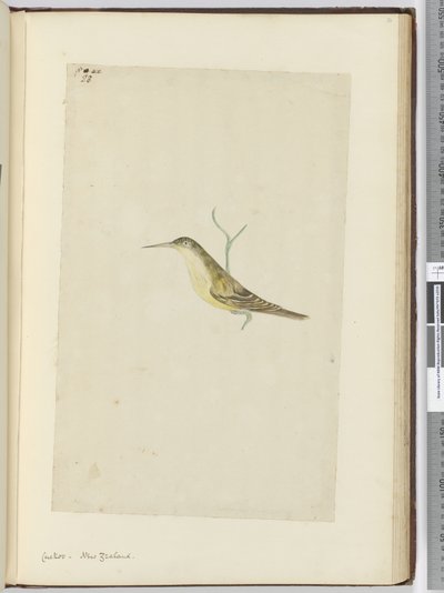 Cuckoo. New Zealand, 1772-75 by Isaac Smith