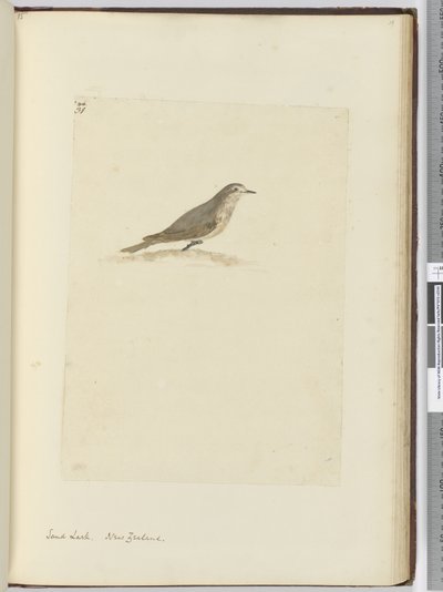 Sand Lark. New Zealand, 1772-75 by Isaac Smith