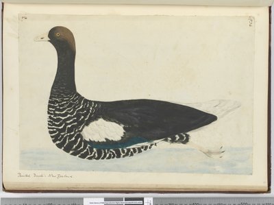 Painted Duck. New Zealand, 1772-75 by Isaac Smith
