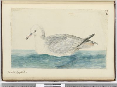 Antarctic Grey Albatross, 1772-75 by Isaac Smith