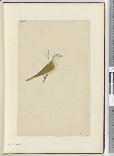 Small Cuckoo. New Zealand, 1772-75 by Isaac Smith