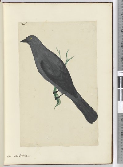 Crow. New Caledonia, 1772-75 by Isaac Smith