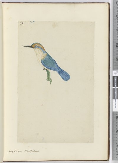 King Fisher. New Zealand, 1772-75 by Isaac Smith