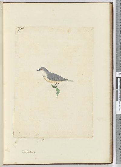 Unidentified New Zealand Bird, 1772-75 by Isaac Smith