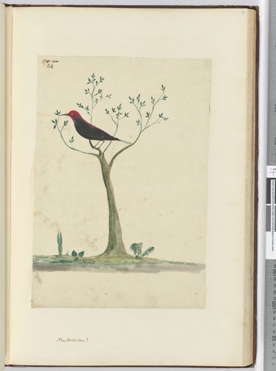 New Hebrides ?, 1772-75 by Isaac Smith