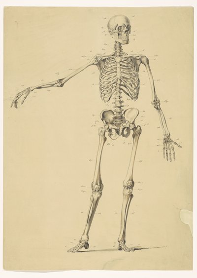 Human Skeleton, with Notes by Isaac Weissenbruch