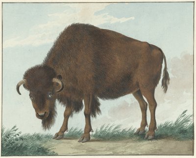 Bison by Isaac van Haastert