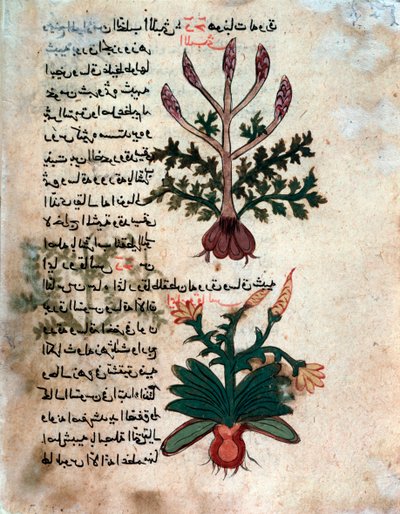 Page from a Medical Herbarium by Islamic School