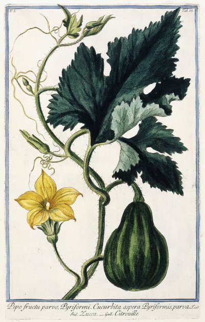 A Pumpkin, 1772-1784 by Italian School