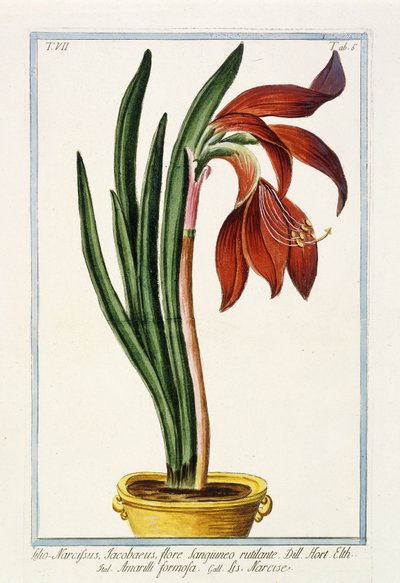 Amaryllis Formosa by Italian School