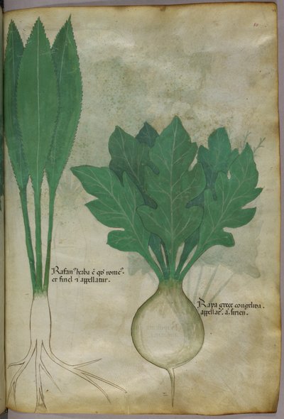 Botanical illustration, c.1440 by Italian School