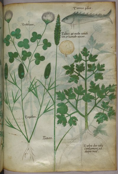 Botanical illustration, c.1440 by Italian School
