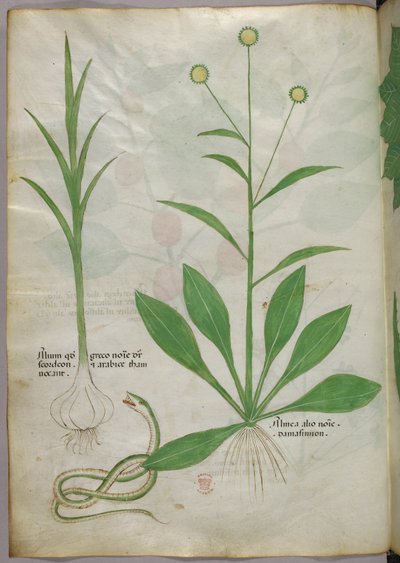 Botanical illustration, c.1440 by Italian School