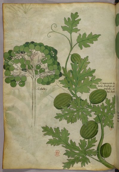 Botanical illustration, c.1440 by Italian School