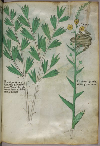 Botanical illustration, c.1440 by Italian School