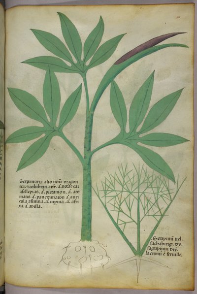 Botanical illustration, c.1440 by Italian School