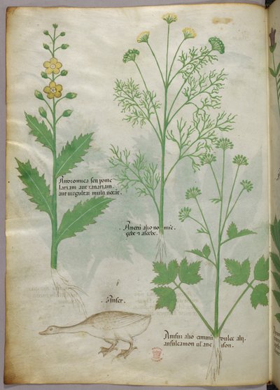 Botanical illustration, c.1440 by Italian School