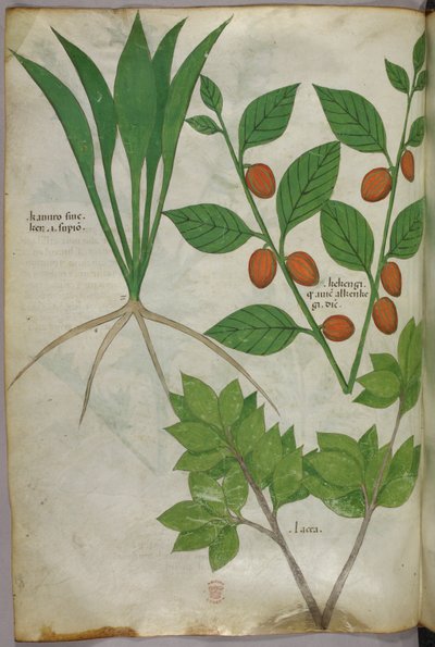 Botanical illustration, c.1440 by Italian School