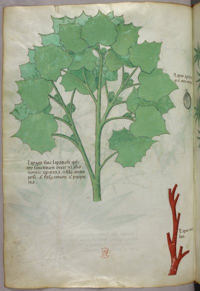 Botanical illustration, c.1440 by Italian School