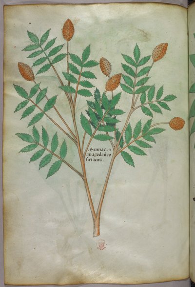 Botanical illustration, c.1440 by Italian School