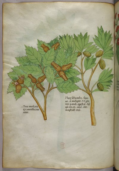 Botanical illustration, c.1440 by Italian School