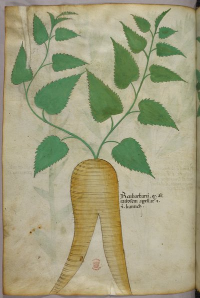 Botanical illustration, c.1440 by Italian School
