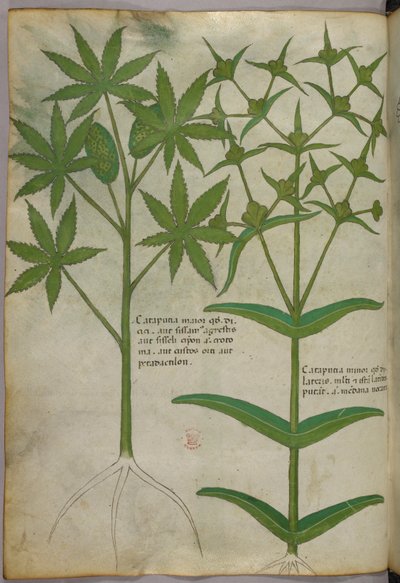 Botanical illustration, c.1440 by Italian School