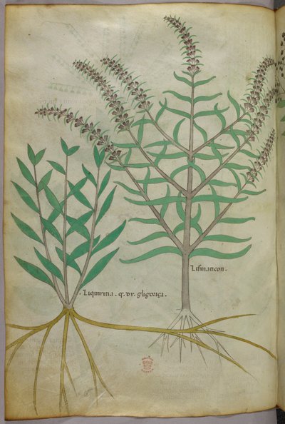 Botanical illustration, c.1440 by Italian School