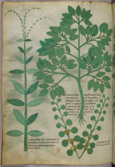 Botanical illustration, c.1440 by Italian School