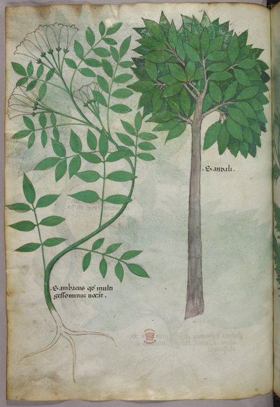 Botanical illustration, c.1440 by Italian School