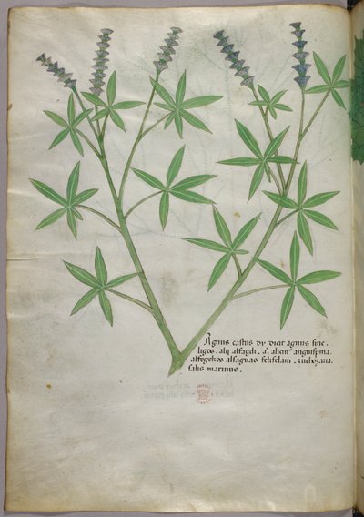 Botanical illustration, c.1440 by Italian School