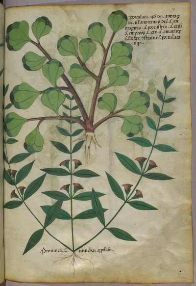 Botanical illustration, c.1440 by Italian School