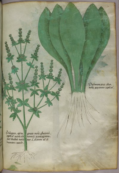 Botanical illustration, c.1440 by Italian School