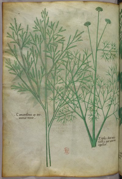 Botanical illustration, c.1440 by Italian School