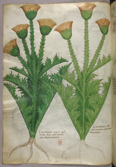 Botanical illustration, c.1440 by Italian School