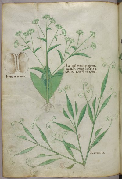 Botanical illustration, c.1440 by Italian School
