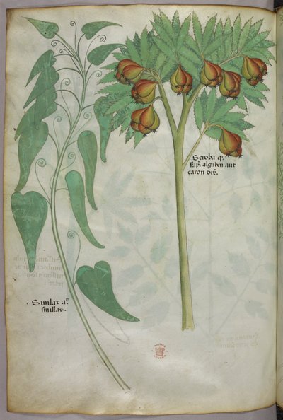 Botanical illustration, c.1440 by Italian School