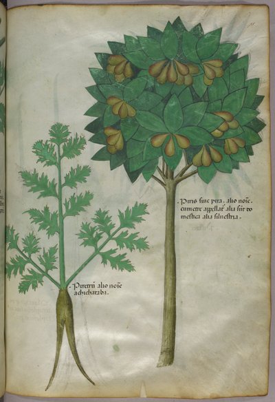 Botanical illustration, c.1440 by Italian School