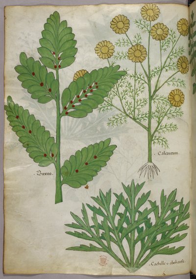 Botanical illustration, c.1440 by Italian School