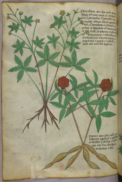Botanical illustration, c.1440 by Italian School
