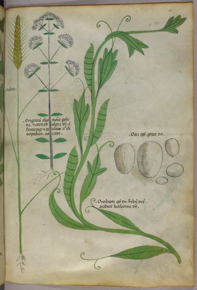 Botanical illustration, c.1440 by Italian School