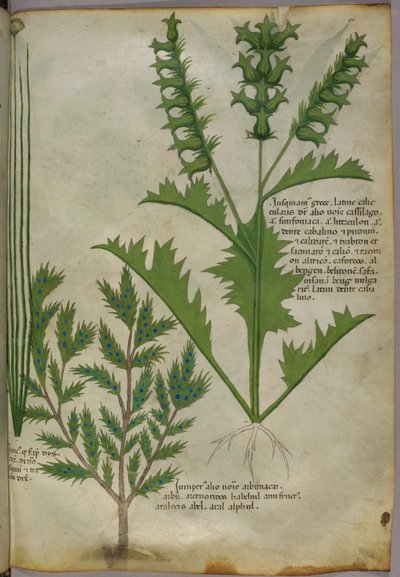 Botanical illustration, c.1440 by Italian School