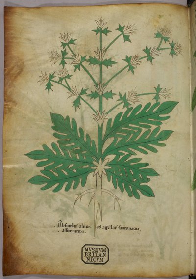 Botanical illustration, c.1440 by Italian School