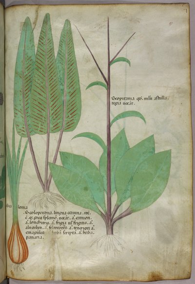 Botanical illustration, c.1440 by Italian School